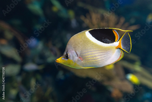 A Saddled Butterflyfish, Chaetodon ephippium - coral fish, detail,close up