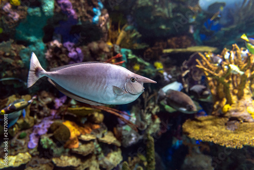 Spotted unicornfish - Naso brevirostris, marine tropical fish,close up,detail photo