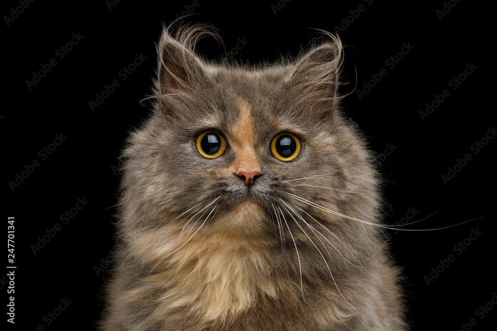 Portrait of Cute Munchkin Cat tortoise fur, with big eyes Stare in camera Isolated Black background, front view Portrait of Cute Munchkin Cat tortoise fur, with big eyes Stare in camera Isolated Black background, front view