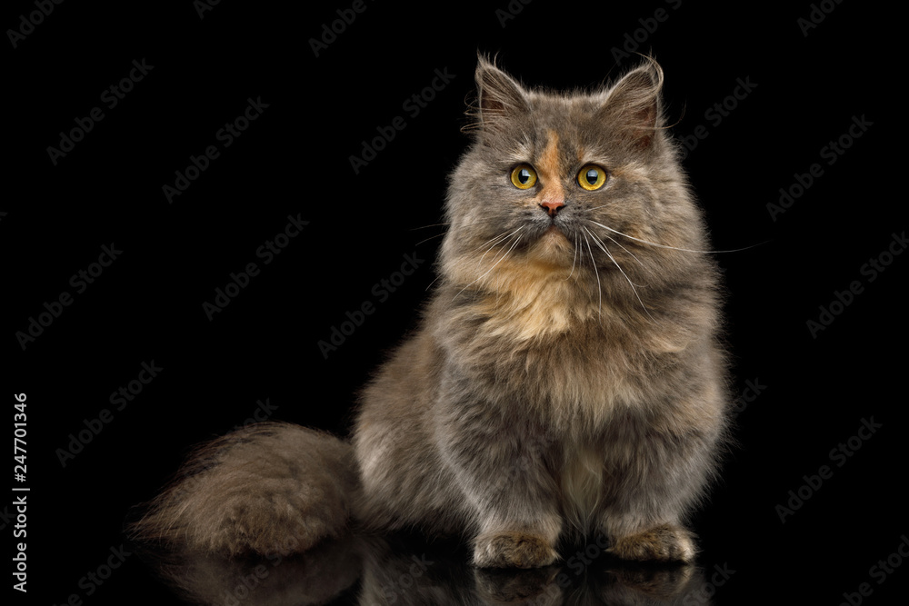 Cute Munchkin Cat tortoise fur, Sitting and Looking in camera Isolated Black background, front view