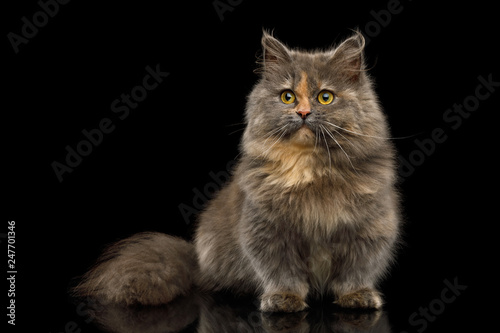 Cute Munchkin Cat tortoise fur, Sitting and Looking in camera Isolated Black background, front view