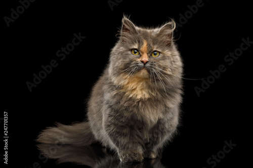 Cute Munchkin Cat tortoise fur, Sitting and Curious Looking in camera Isolated Black background, front view