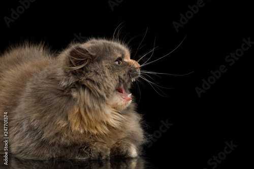 Afraid Munchkin Cat tortoise fur,Lying and Hiss at side Isolated Black background © seregraff