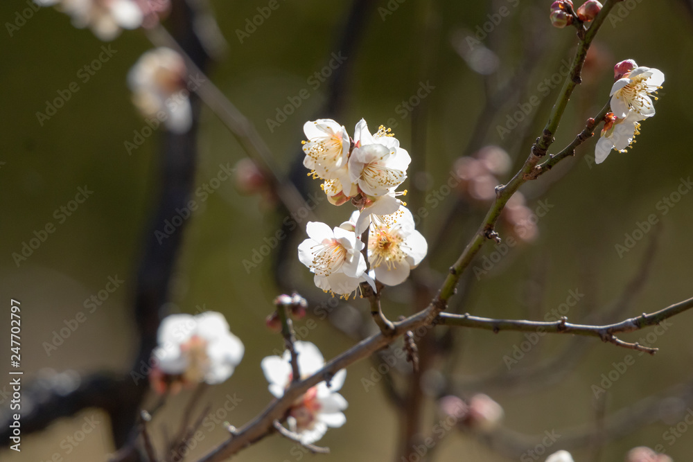White plum blossoms blooming in Mukojima, Sumida-city, Tokyo, Japan White plum blossoms blooming in Mukojima, Sumida-city, Tokyo, Japan