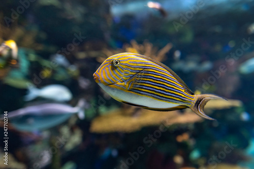 Blue banded surgeonfish Acanthurus lineatus, also known as the zebra surgeonfish 