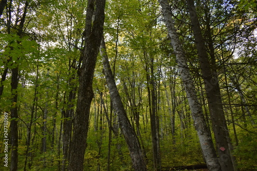forêt au Québec