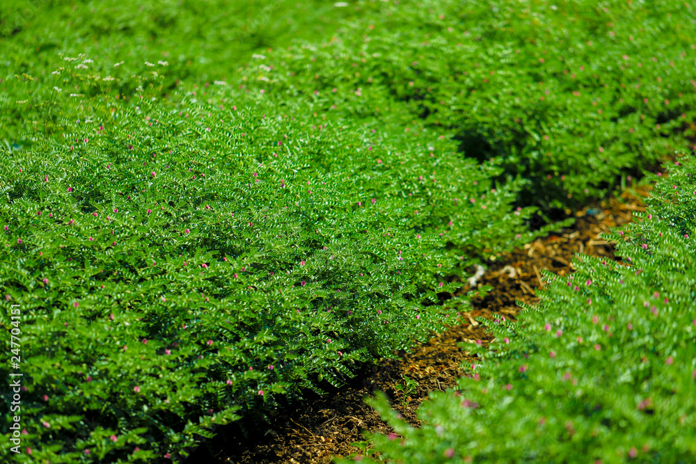 Fresh Green Chickpeas field , Chick peas also known as harbara or harbhara in hindi and Cicer is scientific name,