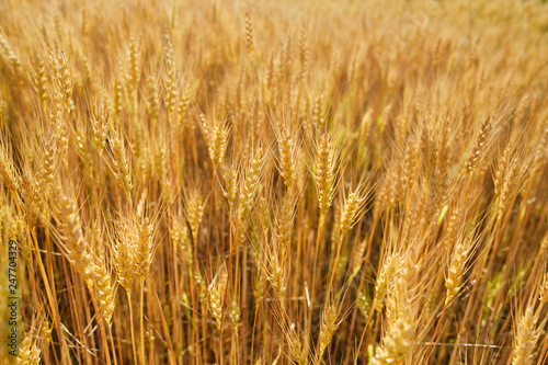Gold wheat field background