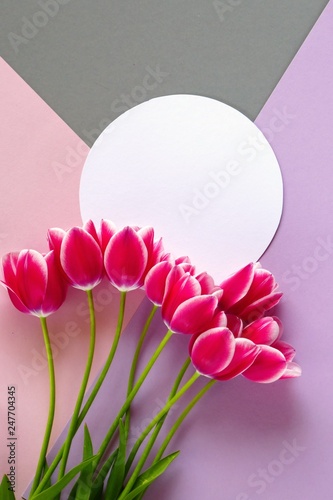 Tulips flowers. Flower frame. Flower card. Pink tulips and white round frame on a  pink lilac gray background.Mothers Day. International Women's Day. top view,copy space.
