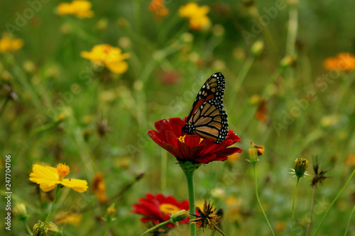 Prairie Flowers with Butterfly