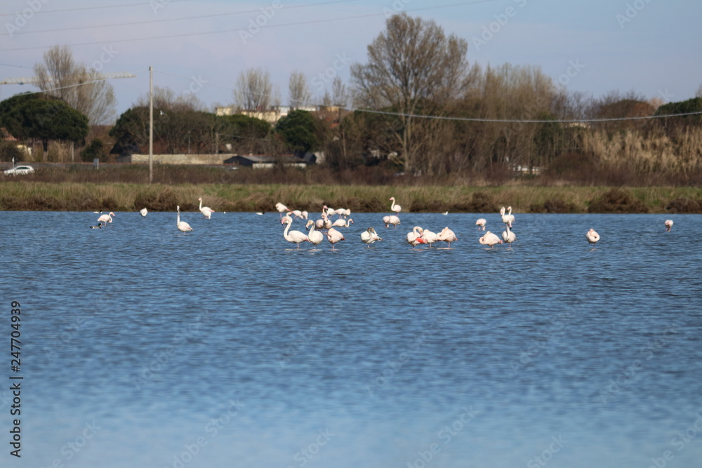flamingo flamingo