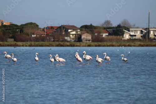 flamingo © Thomas