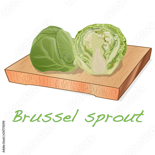 A pile of Brussels sprouts on the dish vector illustration. White background.
