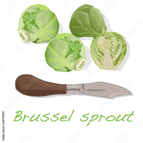 A pile of Brussels sprouts on the dish vector illustration. White background.