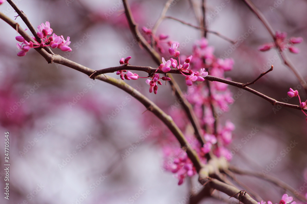 Purple Flowers