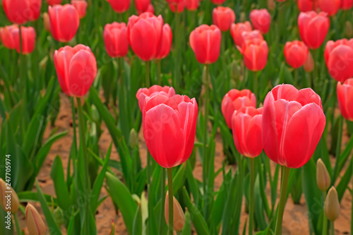 Tulips flowers in the garden