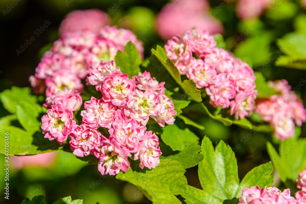 Blossoming branches of the hawthorn tree on spring Blossoming branches of the hawthorn tree on spring