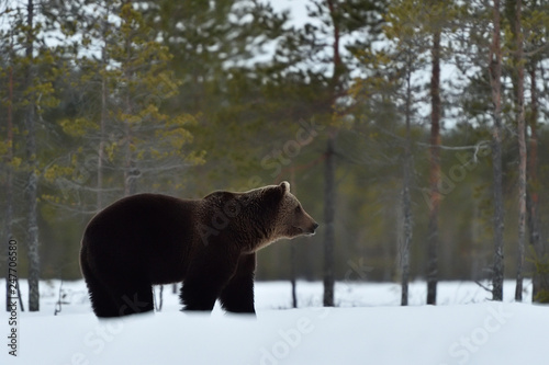 brown bear (ursus arctos), grizzly on snow © Erik Mandre