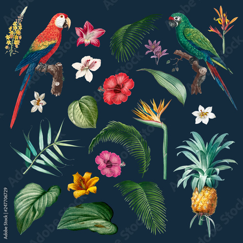 Macaw foliage illustration