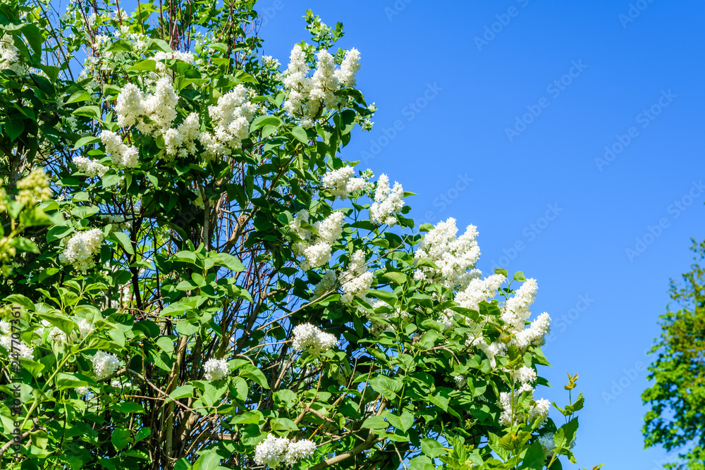 Blossoming branches of the white lilac tree on spring Blossoming branches of the white lilac tree on spring