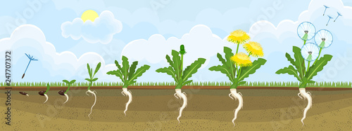 Life cycle of dandelion plant or taraxacum officinale. Stages of growth from seed to adult plant photo