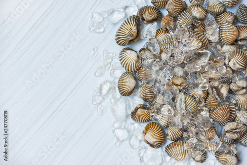 Seafood Cockles on ice background / Fresh raw Shellfish blood cockle ocean
