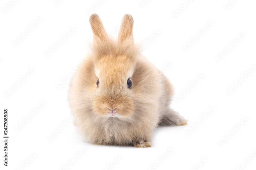 Brown adorable baby rabbit on white background.
