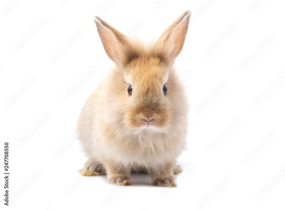 Fototapeta premium Brown adorable baby rabbit on white background.
