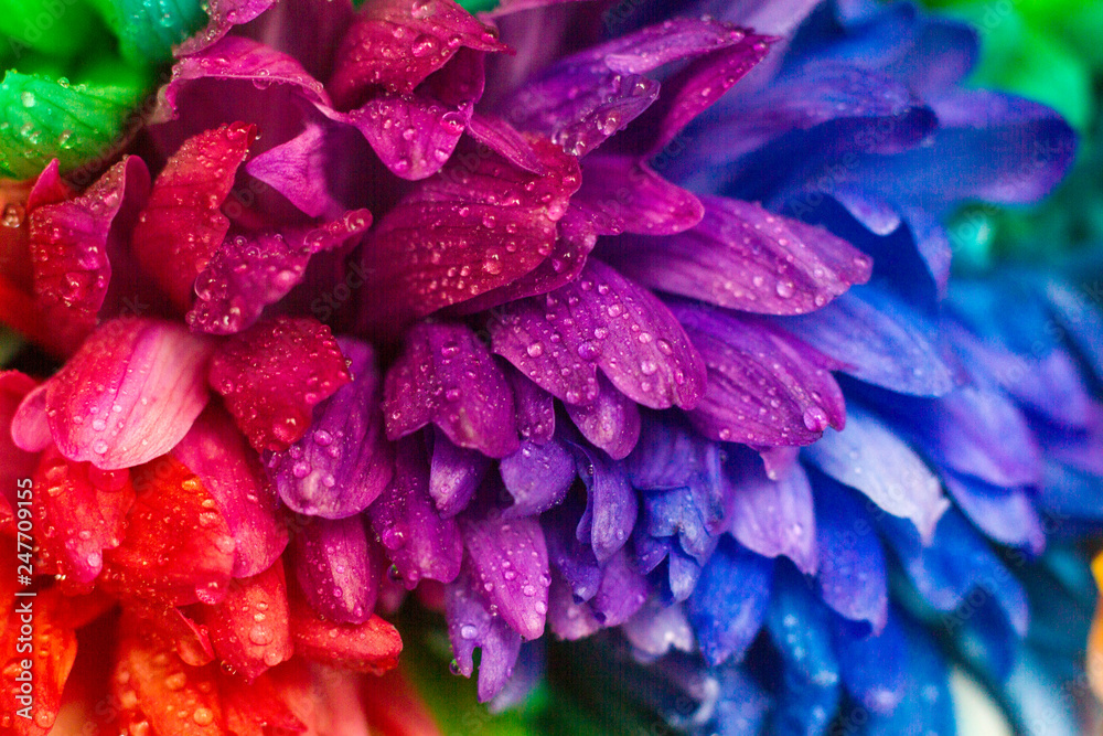 bouquet of colorful chrysanthemums bouquet of colorful chrysanthemums
