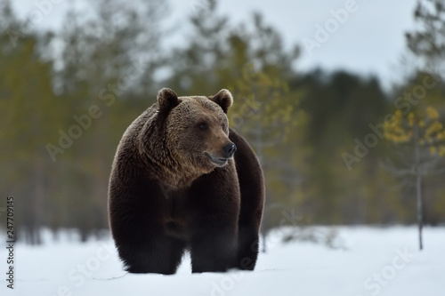 big male brown bear on snow