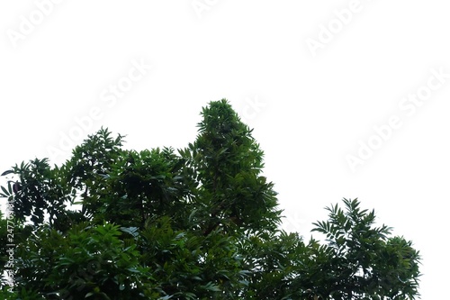 Big tropical tree leaves with branches on white isolated background for green foliage backdrop 