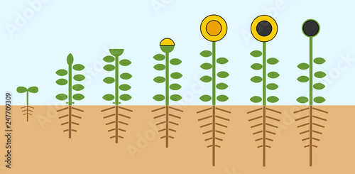 Sunflower life cycle. Growth stages from seed to flowering and fruit-bearing plant with root system