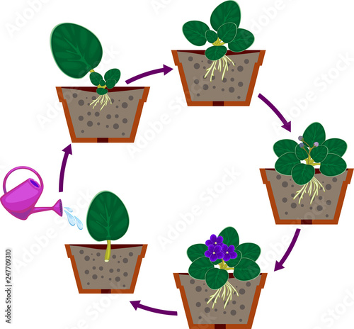 Stages of vegetative reproduction of African violets (Saintpaulia). Sequence of stages of plant growth from leaf section to mature plant with flowers