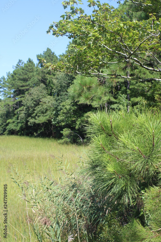 Fototapeta premium Woods