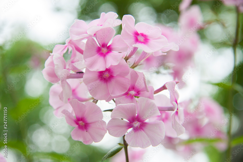 Obraz premium close-up pink flower phlox on a bokeh background