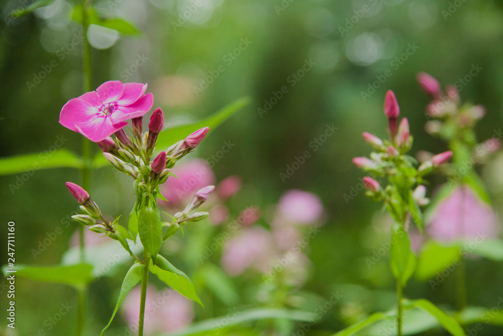 pink fuchsia flower phlox on bokeh background pink fuchsia flower phlox on bokeh background