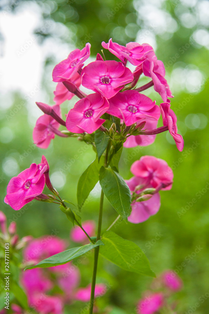 pink fuchsia flower phlox on bokeh background pink fuchsia flower phlox on bokeh background