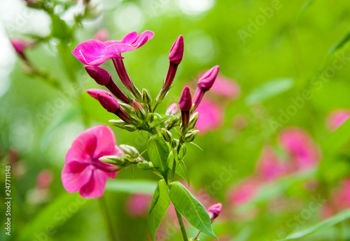 pink fuchsia flower phlox on  bokeh background