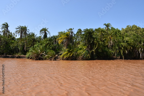 Río Wami con sus profundas y fluidas aguas carmelitas, grupo de palmeras  al borde del río en un soleado y despejado cielo azul en el Parque Nacional de Saadani en Tanzania, Africa del Este
