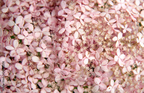 Wallpaper Mural close-up pink delicate flower hydrangea wedding celebration, summer holiday Torontodigital.ca