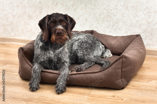 hunting dog resting in a dog bed