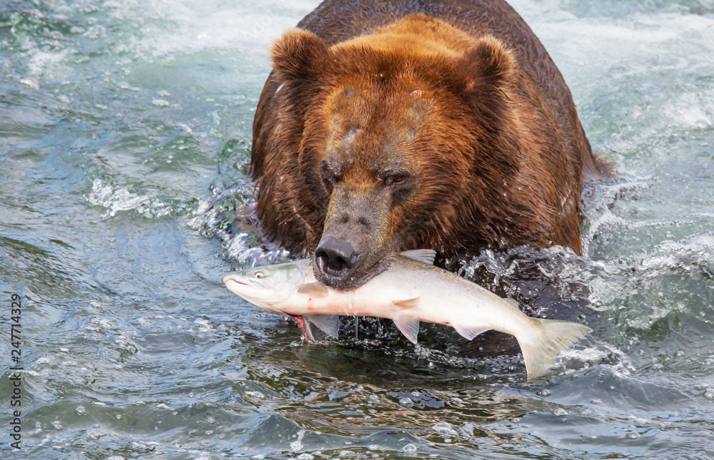 Bear on Alaska Bear on Alaska