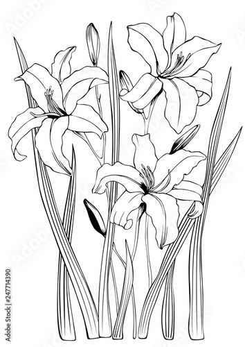 Black-and-white lilies to color and design