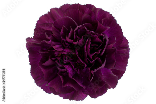 Purple carnation flower photo