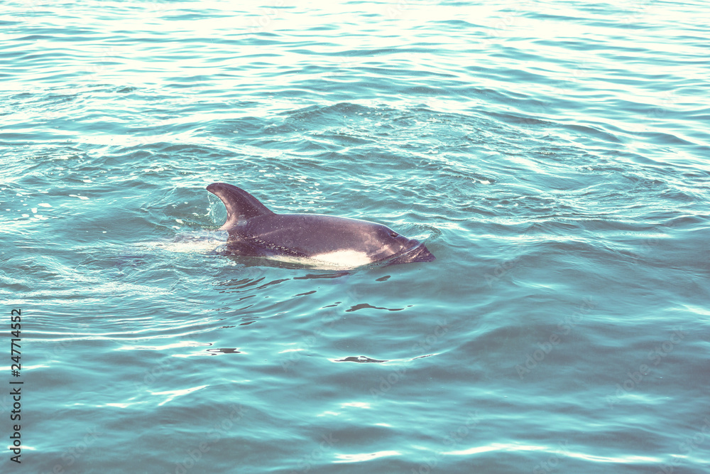 Obraz premium Delfin