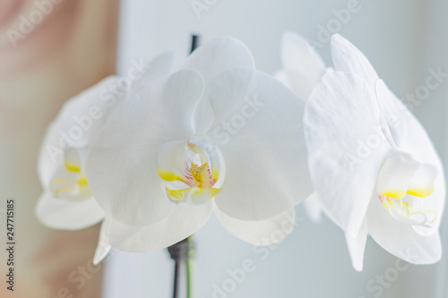 coseup of blooming white phalaenopsis orchid on window sill. House gardening  exotic plant