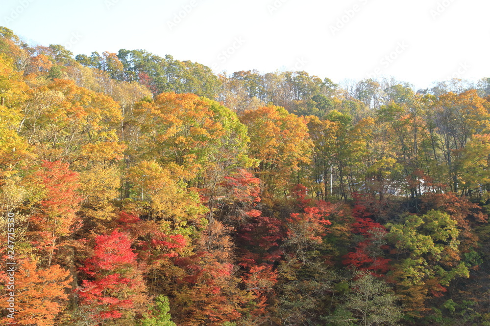 崖の紅葉