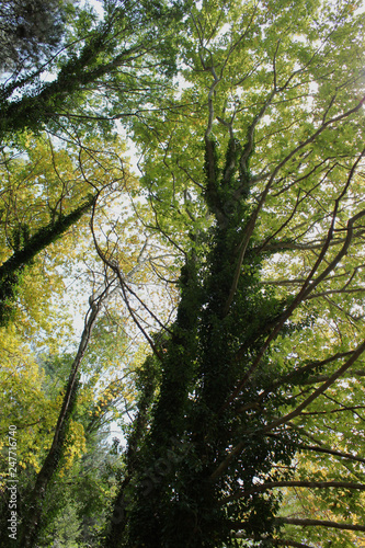 Dense Forest next to the Pozar Thermal Baths Aridaia Greece photo