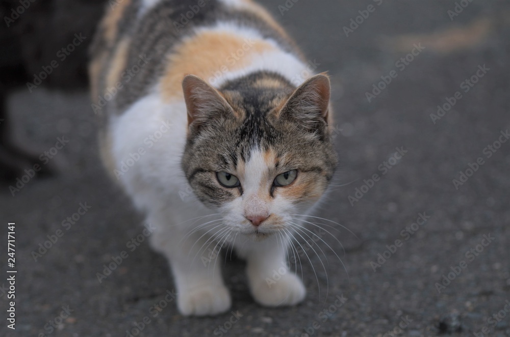 ねこ ねこ