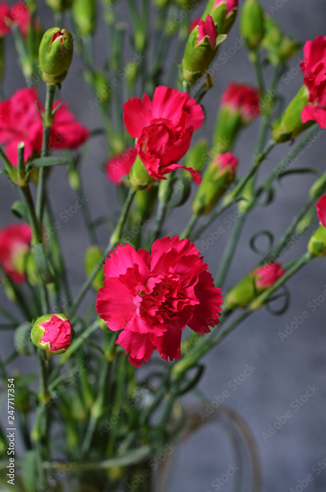 Bouquet of carnations on a gray background Bouquet of carnations on a gray background